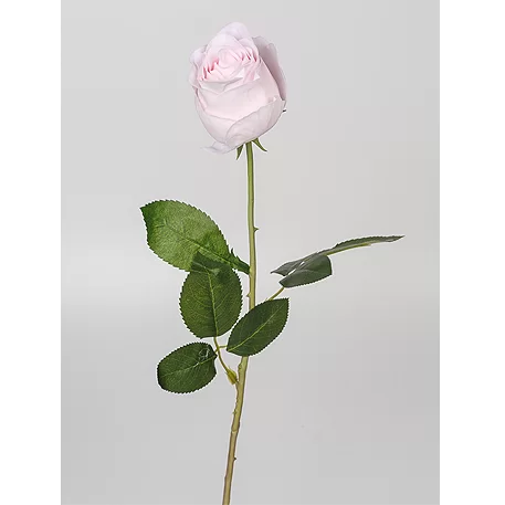 Роза болгарская 68см 1шт бледно-розовая