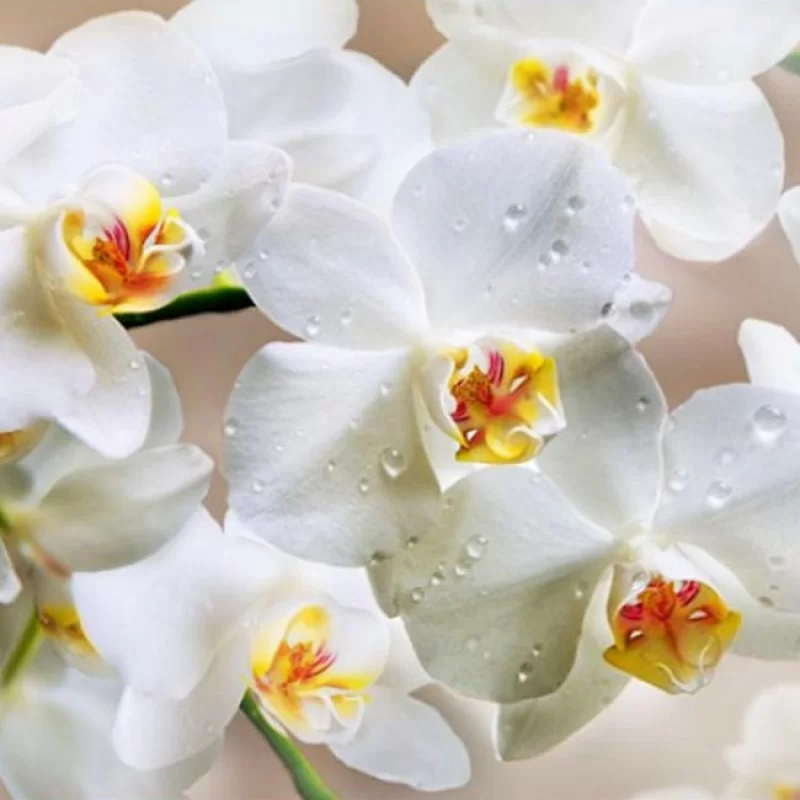 Фотообои "Белая орхидея" 196х134 см 4 листа 