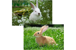 Салфетка МультиДом кролик фото 41х26см. мт88-434